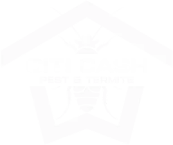 Citi Cash Pest